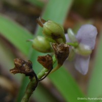 Murdannia simplex (Vahl) Brenan